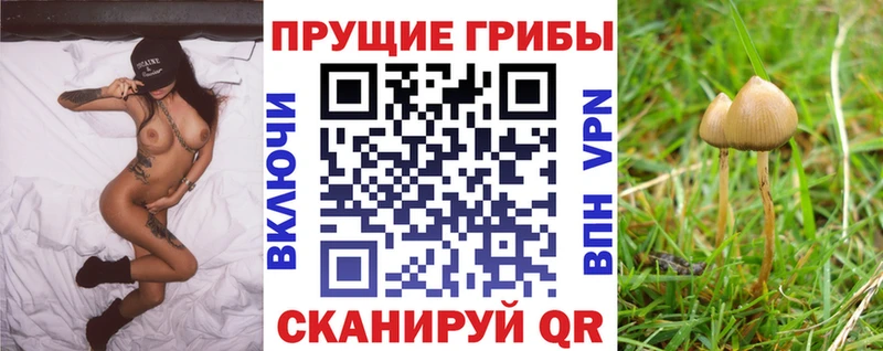 дарнет шоп  Вилюйск  Псилоцибиновые грибы мицелий 